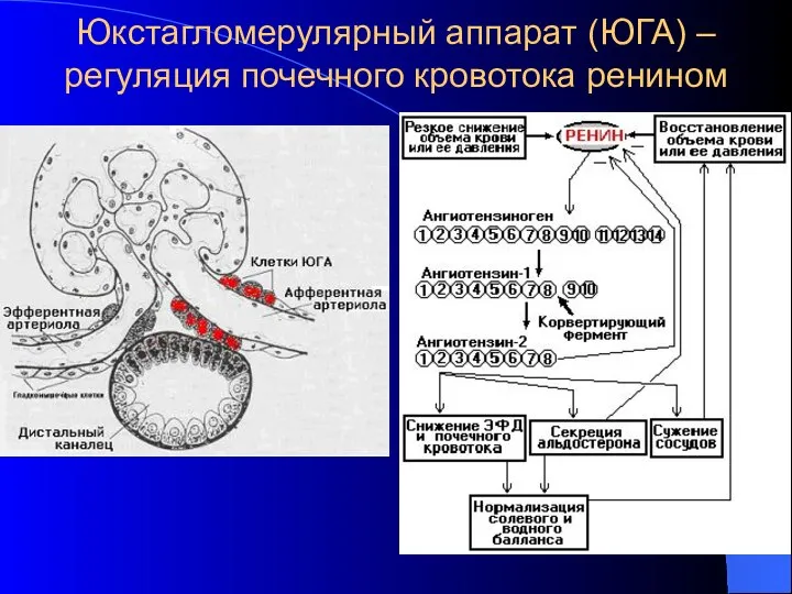 Юкстагломерулярный аппарат (ЮГА) – регуляция почечного кровотока ренином