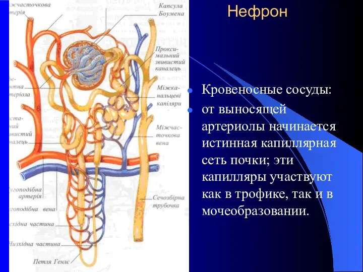 Нефрон Кровеносные сосуды: от выносящей артериолы начинается истинная капиллярная сеть почки;