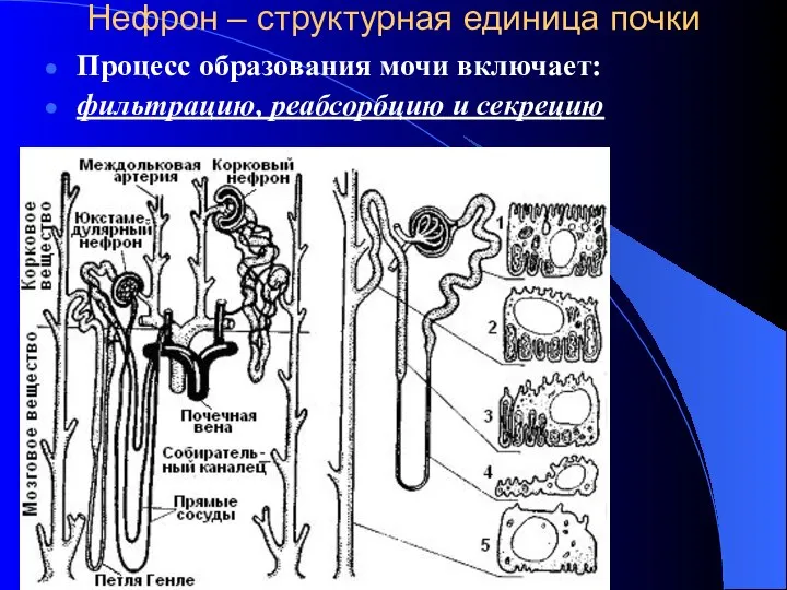 Нефрон – структурная единица почки Процесс образования мочи включает: фильтрацию, реабсорбцию и секрецию