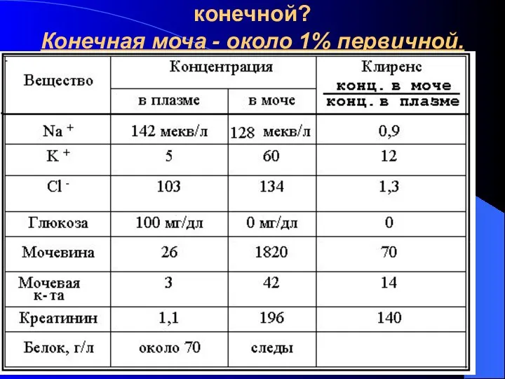 Чем первичная моча отличается от конечной? Конечная моча - около 1% первичной.