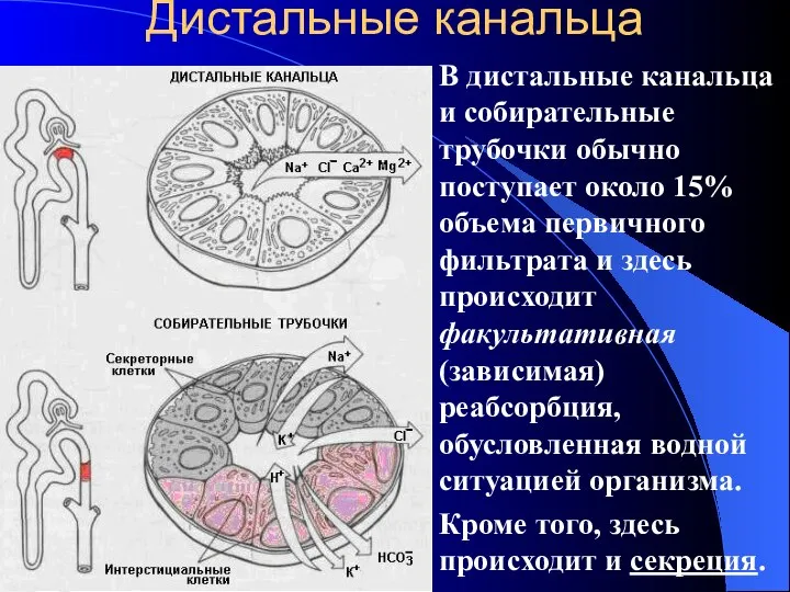 Дистальные канальца В дистальные канальца и собирательные трубочки обычно поступает около