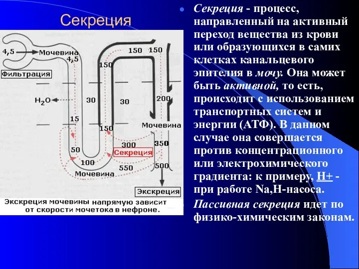 Cекреция Секреция - процесс, направленный на активный переход вещества из крови