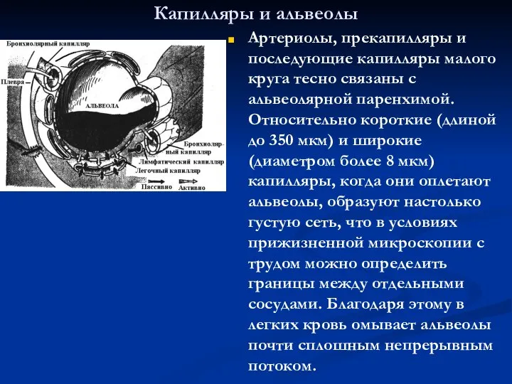 Капилляры и альвеолы Артериолы, прекапилляры и последующие капилляры малого круга тесно