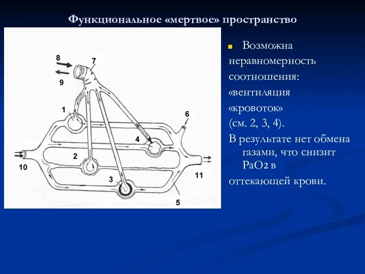 Функциональное «мертвое» пространство Возможна неравномерность соотношения: «вентиляция «кровоток» (см. 2, 3,