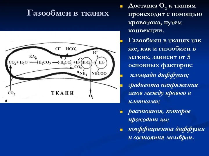 Газообмен в тканях Доставка О2 к тканям происходит с помощью кровотока,