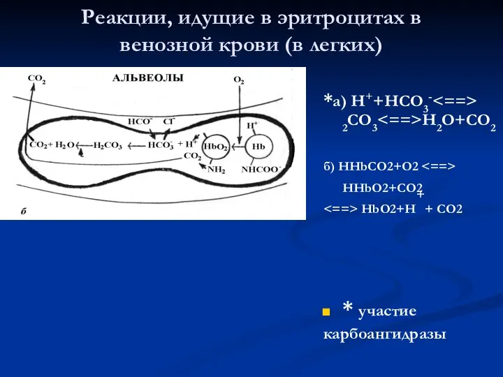 Реакции, идущие в эритроцитах в венозной крови (в легких) *а) Н++НСО3-