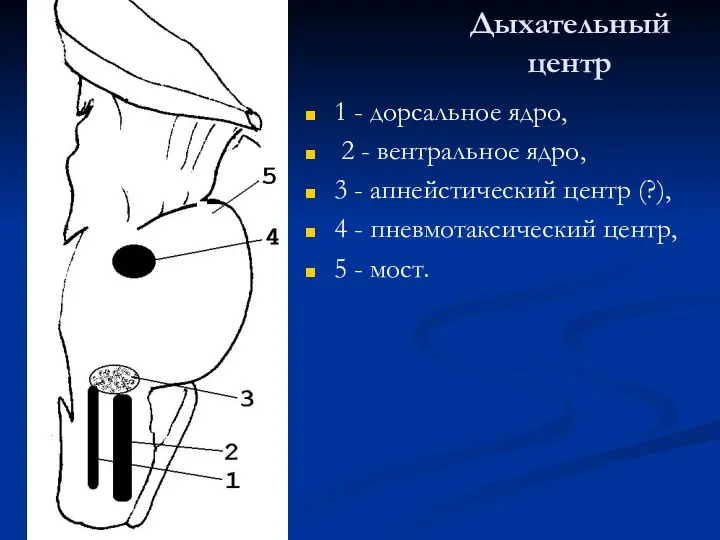 Дыхательный центр 1 - дорсальное ядро, 2 - вентральное ядро, 3