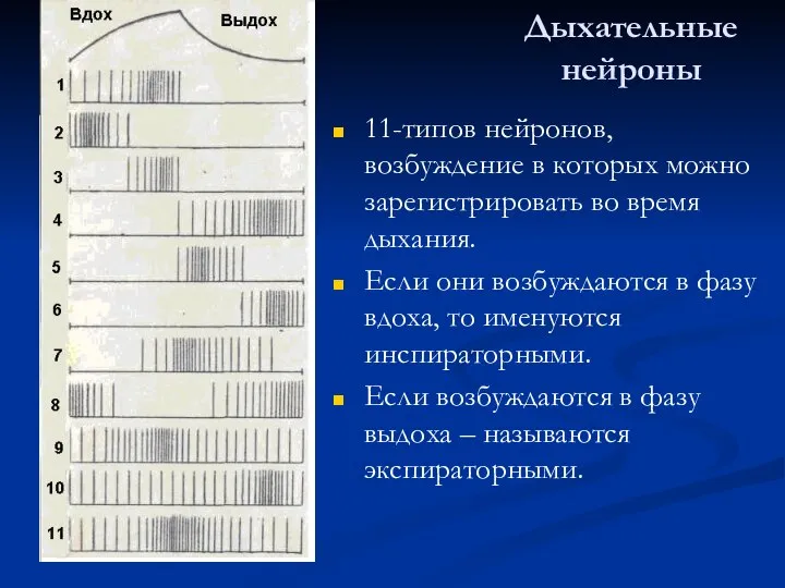 Дыхательные нейроны 11-типов нейронов, возбуждение в которых можно зарегистрировать во время