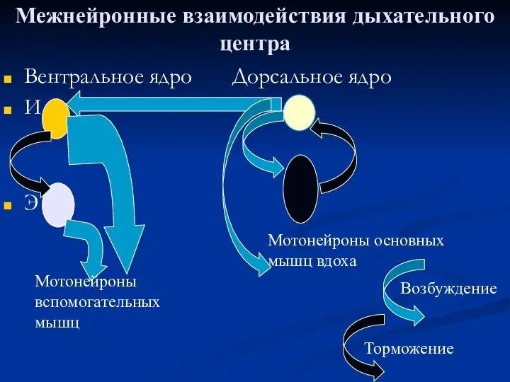 Межнейронные взаимодействия дыхательного центра Вентральное ядро Дорсальное ядро И Iα Э