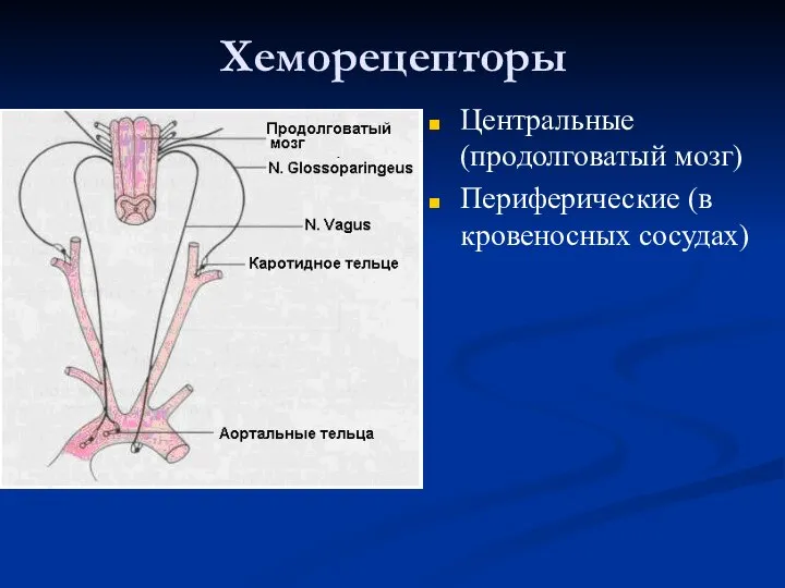 Хеморецепторы Центральные (продолговатый мозг) Периферические (в кровеносных сосудах)