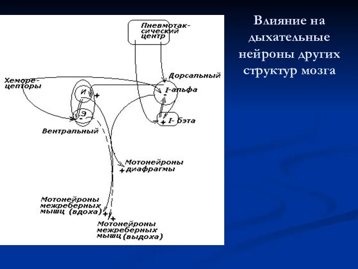 Влияние на дыхательные нейроны других структур мозга