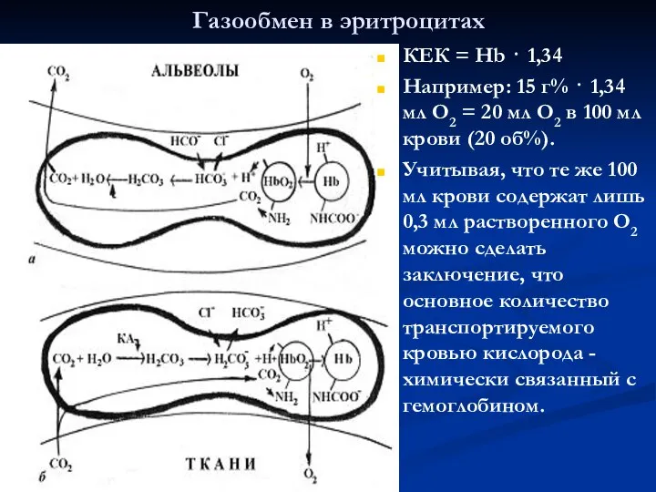 Газообмен в эритроцитах КЕК = Нb ⋅ 1,34 Например: 15 г%