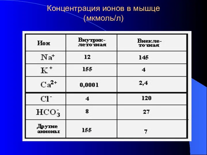 Концентрация ионов в мышце (мкмоль/л)