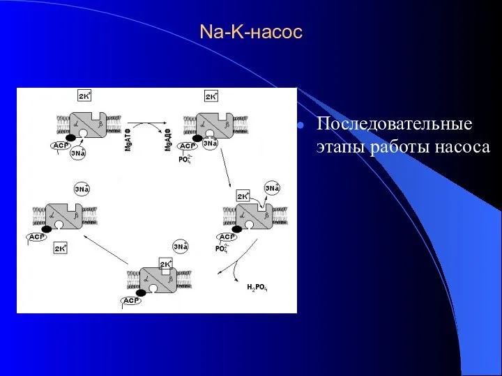 Na-K-насос Последовательные этапы работы насоса