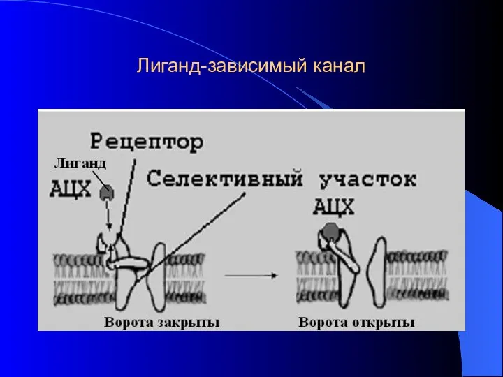 Лиганд-зависимый канал