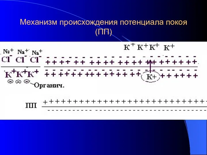 Механизм происхождения потенциала покоя (ПП)