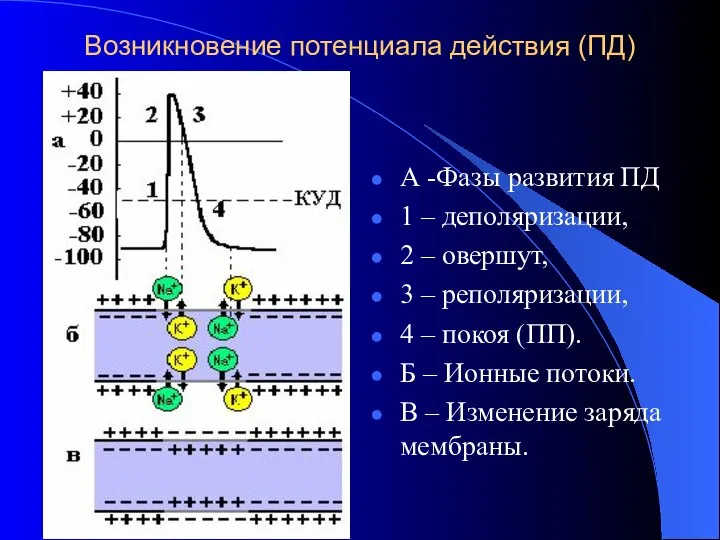 Возникновение потенциала действия (ПД) А -Фазы развития ПД 1 – деполяризации,