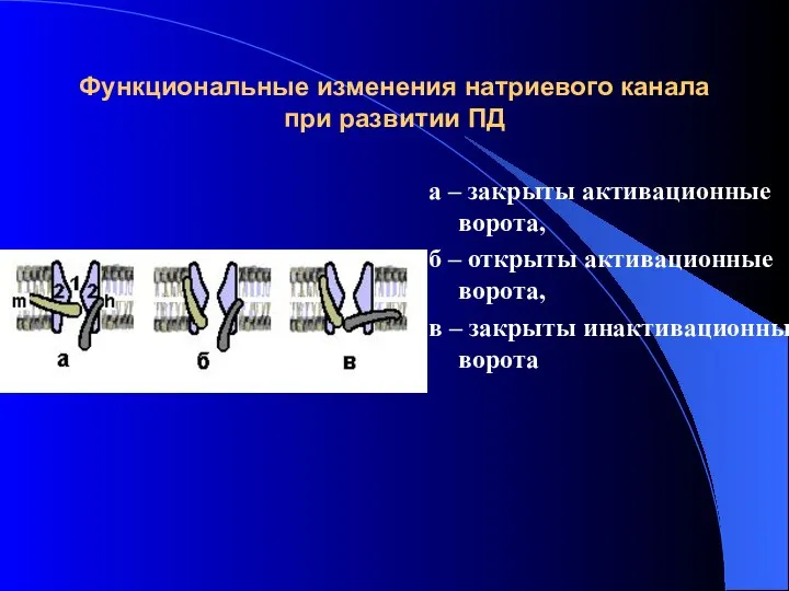 Функциональные изменения натриевого канала при развитии ПД а – закрыты активационные