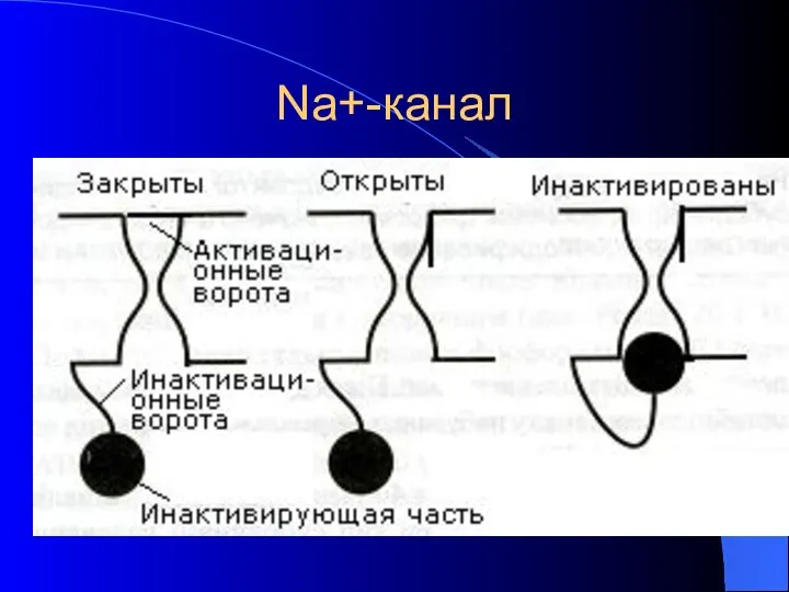 Na+-канал