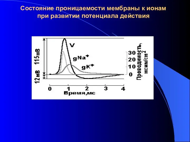 Состояние проницаемости мембраны к ионам при развитии потенциала действия