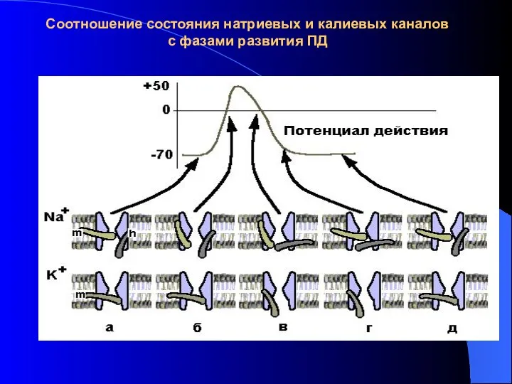 Соотношение состояния натриевых и калиевых каналов с фазами развития ПД