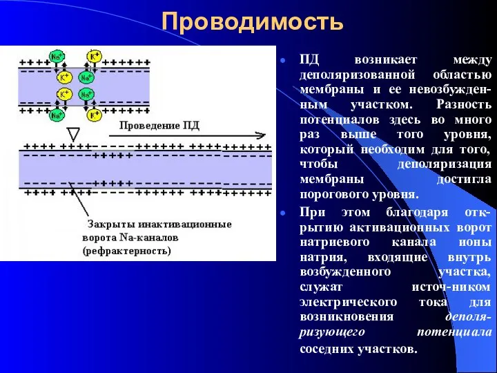 Проводимость ПД возникает между деполяризованной областью мембраны и ее невозбужден-ным участком.