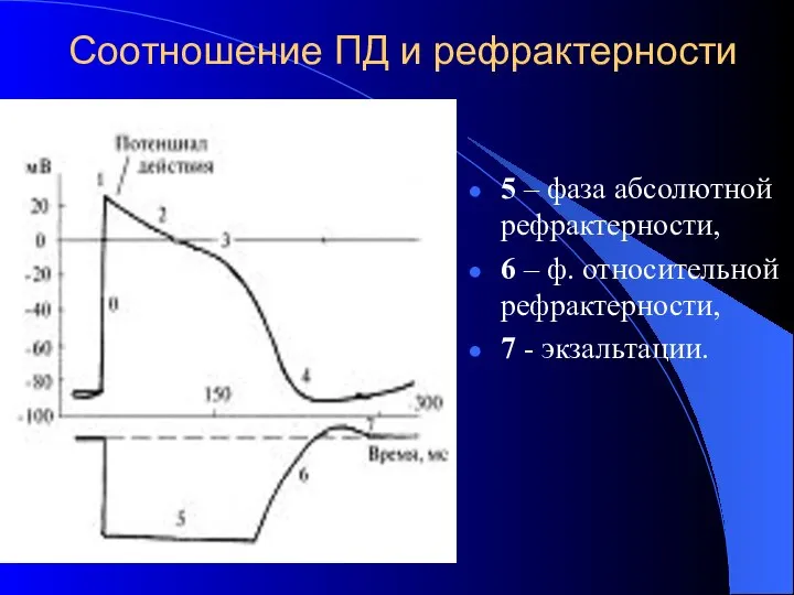 Соотношение ПД и рефрактерности 5 – фаза абсолютной рефрактерности, 6 –