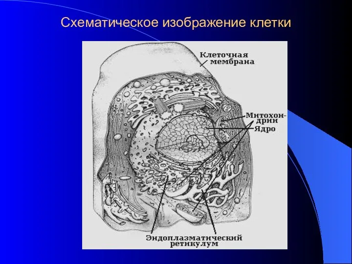 Схематическое изображение клетки