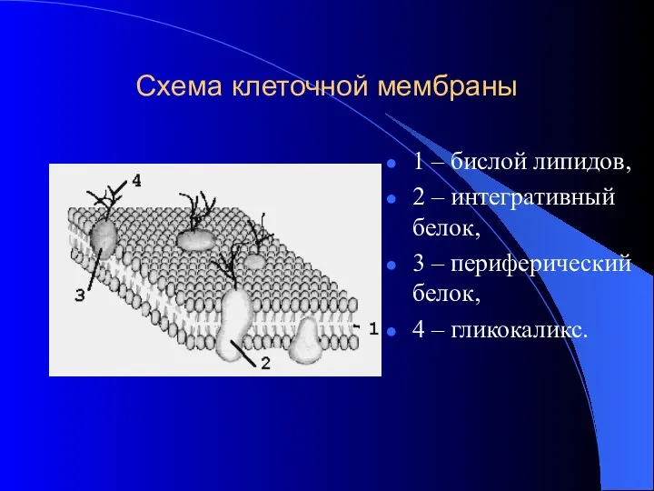 Схема клеточной мембраны 1 – бислой липидов, 2 – интегративный белок,