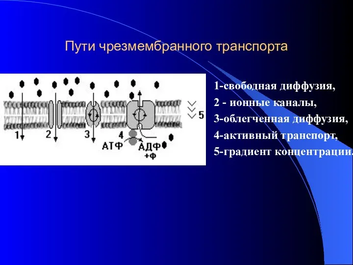 Пути чрезмембранного транспорта 1-свободная диффузия, 2 - ионные каналы, 3-облегченная диффузия, 4-активный транспорт, 5-градиент концентрации.