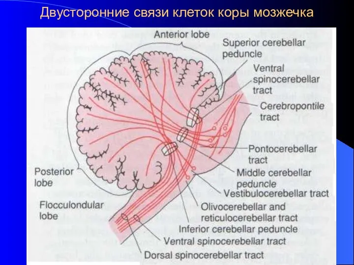 Двусторонние связи клеток коры мозжечка