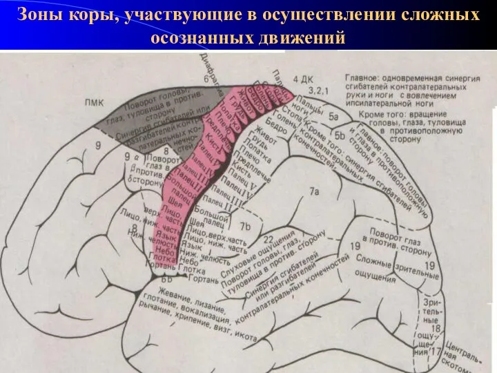 Зоны коры, участвующие в осуществлении сложных осознанных движений