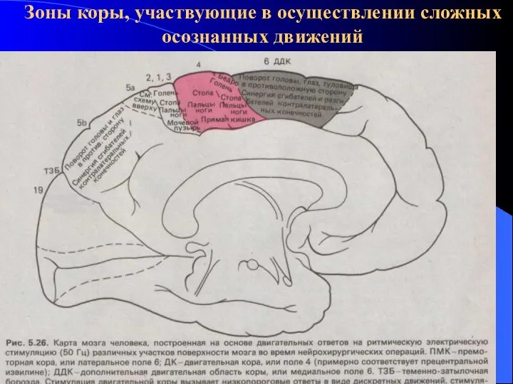 Зоны коры, участвующие в осуществлении сложных осознанных движений