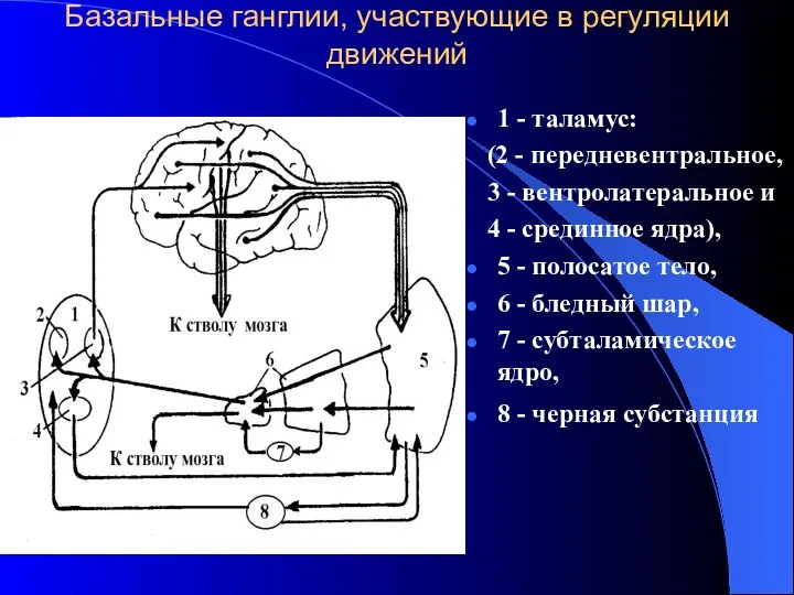 Базальные ганглии, участвующие в регуляции движений 1 - таламус: (2 -