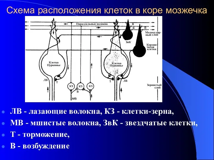 Схема расположения клеток в коре мозжечка ЛВ - лазающие волокна, КЗ