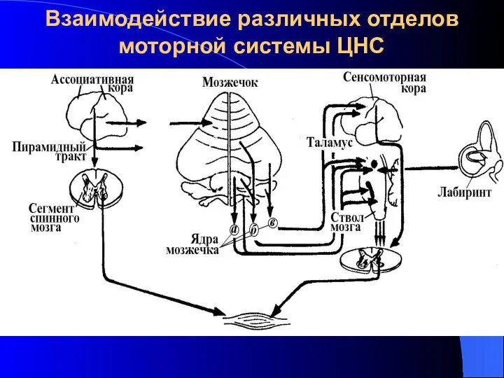 Взаимодействие различных отделов моторной системы ЦНС