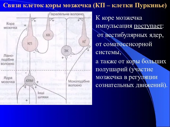 Связи клеток коры мозжечка (КП – клетки Пуркинье) К коре мозжечка