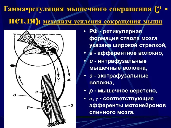 Гамма-регуляция мышечного сокращения (γ - петля): механизм усиления сокращения мышц РФ