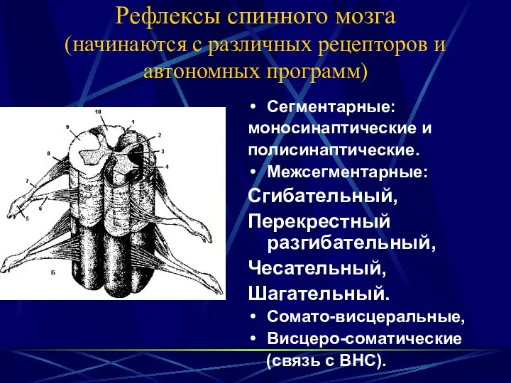 Рефлексы спинного мозга (начинаются с различных рецепторов и автономных программ) Сегментарные: