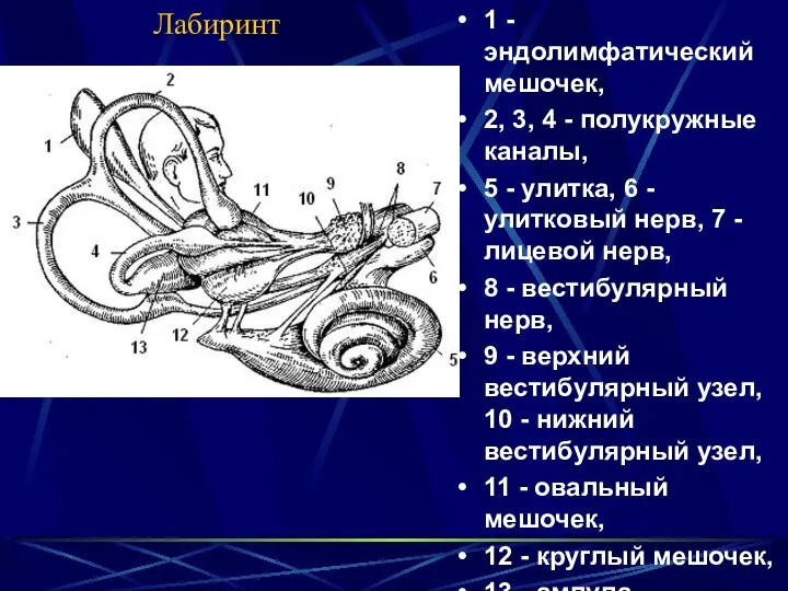 Лабиринт 1 - эндолимфатический мешочек, 2, 3, 4 - полукружные каналы,