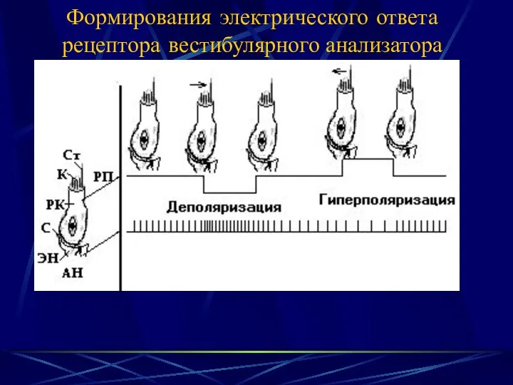 Формирования электрического ответа рецептора вестибулярного анализатора