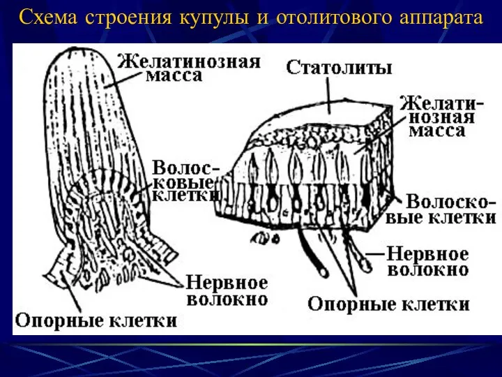 Схема строения купулы и отолитового аппарата