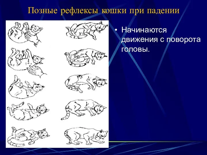 Позные рефлексы кошки при падении Начинаются движения с поворота головы.