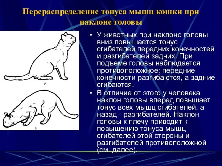 Перераспределение тонуса мышц кошки при наклоне головы У животных при наклоне