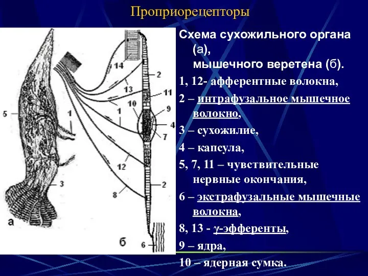 Проприорецепторы Схема сухожильного органа (а), мышечного веретена (б). 1, 12- афферентные