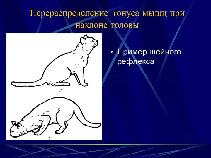 Перераспределение тонуса мышц при наклоне головы Пример шейного рефлекса