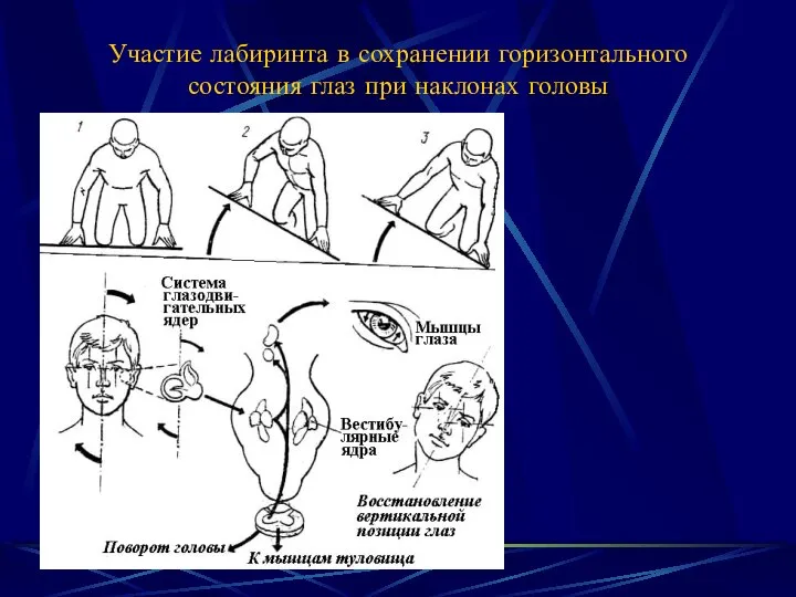 Участие лабиринта в сохранении горизонтального состояния глаз при наклонах головы