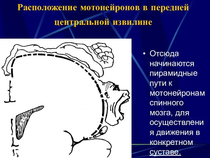 Расположение мотонейронов в передней центральной извилине Отсюда начинаются пирамидные пути к