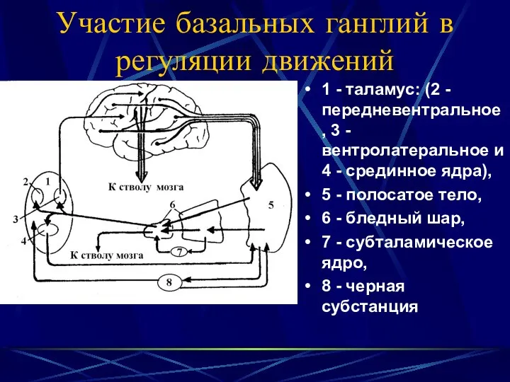 Участие базальных ганглий в регуляции движений 1 - таламус: (2 -