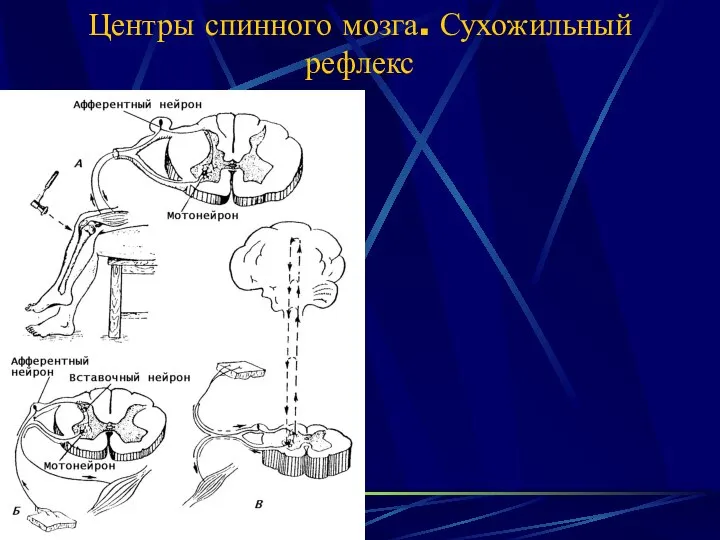 Центры спинного мозга. Сухожильный рефлекс